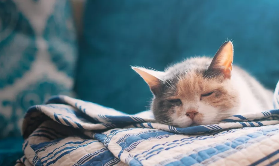 Linux命令使用详解